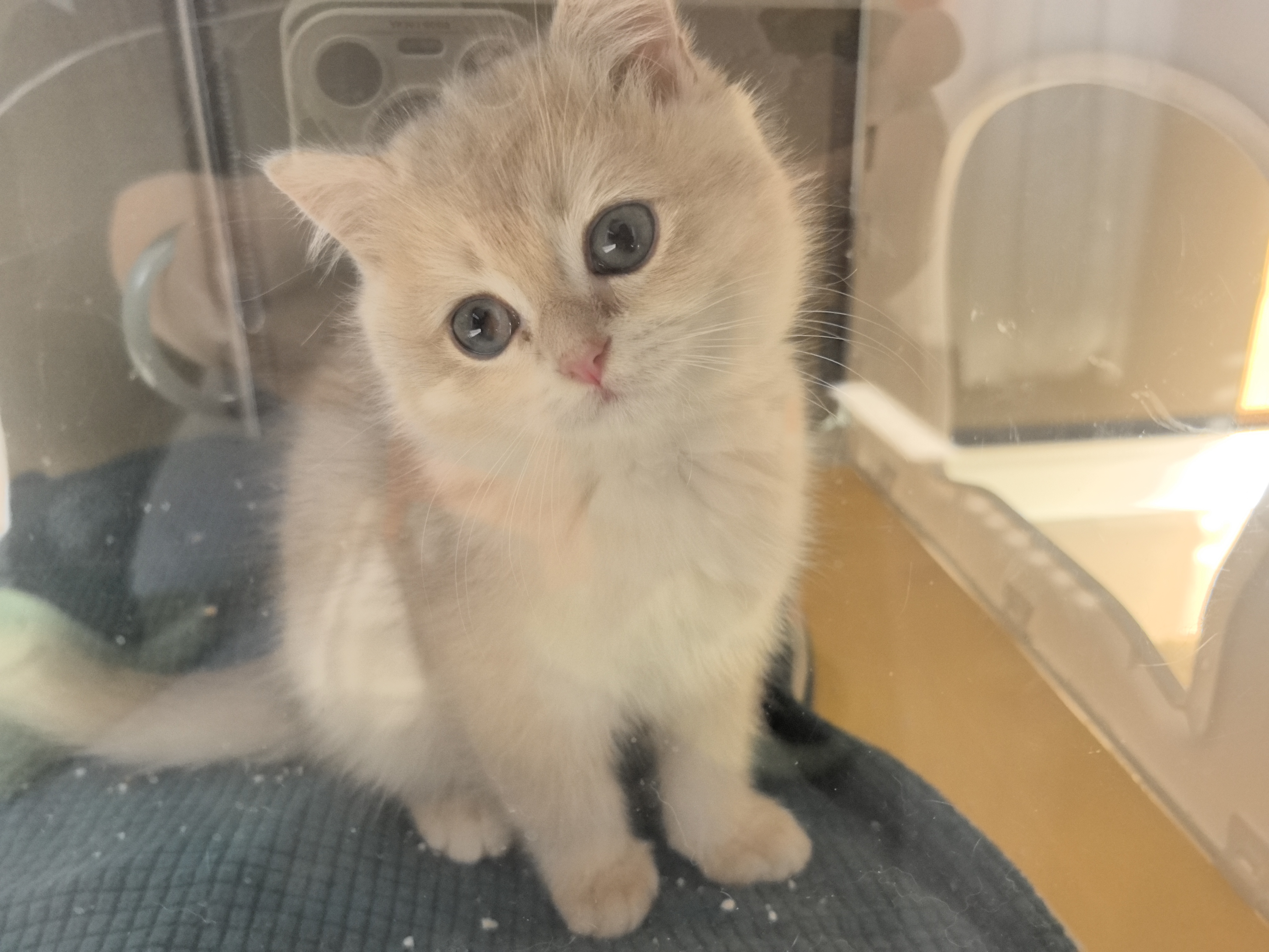 纯种蓝金小猫，有防疫证，驱虫已做，已经打完两针，性格好，大眼睛，健康无癣